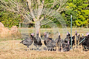 Domesticated turkey (Meleagris gallopavo)