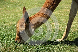 A domesticated Vicuna in a field