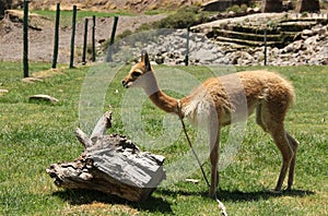 A domesticated Vicuna in a field