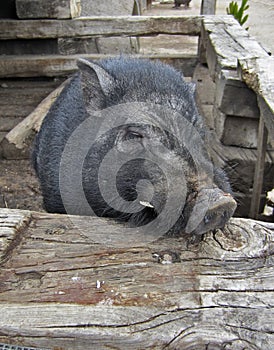 Domesticated Wild boar photo