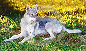 Domesticated wolf dog resting relaxed on a meadow. Czechoslovakian shepherd.