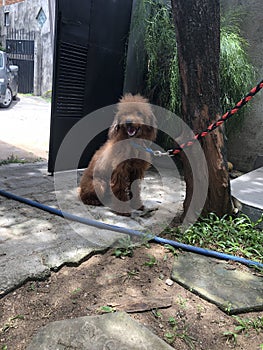 A domestics dog in Sri Lanka.