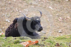 Domestics yak feeds on mountain valley in ladakh