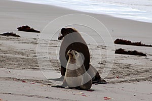 A dominant adult male Australian Sea Lion in Seal Bay ,South Australia
