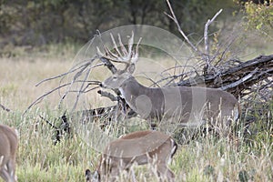 Dominant Buck watching over does