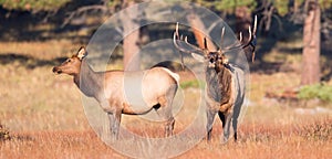 Dominant bull elk