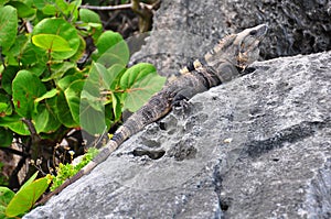 Dominant caribbean male Iguana, Mexico