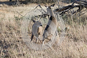 Dominant Doe fighting with spike buck