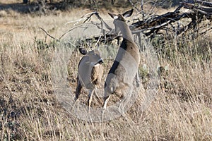 Dominant Doe fighting with spike buck photo