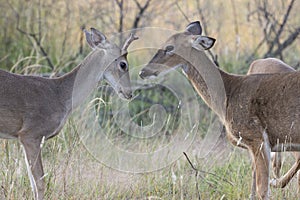 Dominant doe with yearly spike