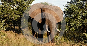 Dominant Elephant halts a charge in the African savannah, National park, Safari.