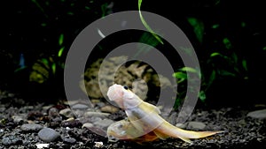 Dominant female of Gyrinocheilus aymonieri sp. and Corydoras catfish actively eat hairy algae and clean a stone on black substrate