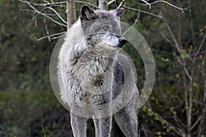 Dominant grey wolf