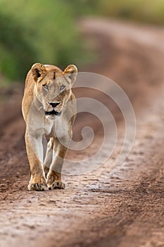 A dominant lioness walking on a murram safari road at Serengeti National Park, Tanzania