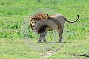 A dominant male African lion from the Ngorongoro pride