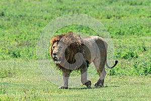 A dominant male African lion from the Ngorongoro pride