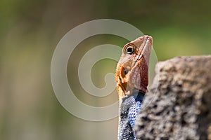 Dominant male Agama