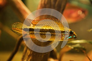 Dominant male Apistogramma mendezi, rare unique freshwater dwarf cichlid fish, caught near Barcelos, Rio Negro, blackwater