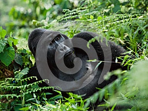 Dominant male mountain gorilla in the grass. Uganda. Bwindi Impenetrable Forest National Park.