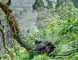 Dominant male mountain gorilla in the grass. Uganda. Bwindi Impenetrable Forest National Park.