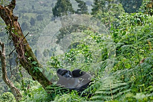 Dominant male mountain gorilla in the grass. Uganda. Bwindi Impenetrable Forest National Park.