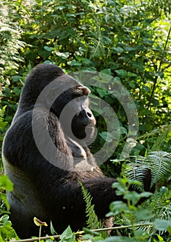 Dominant male mountain gorilla in the grass. Uganda. Bwindi Impenetrable Forest National Park.