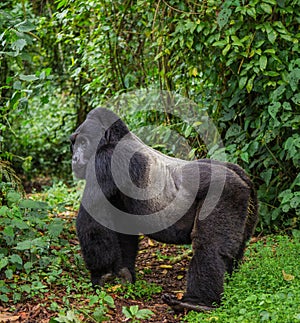 Dominant male mountain gorilla in rainforest. Uganda. Bwindi Impenetrable Forest National Park.