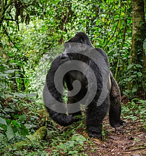 Dominant male mountain gorilla in rainforest. Uganda. Bwindi Impenetrable Forest National Park.