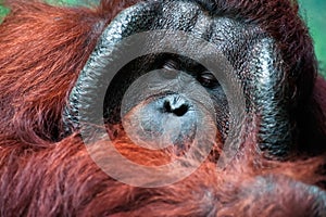 Dominant male orangutan with the signature cheek pads photo