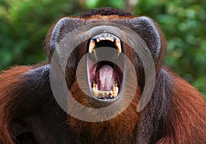 Dominant male orangutan yawns. Indonesia. The island of Kalimantan Borneo.