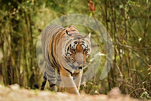 A dominant male tiger on a morning stroll in a green background at kanha national park, india