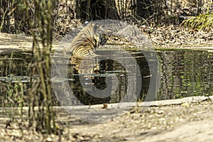 Dominant male tiger relaxing in a water hole.