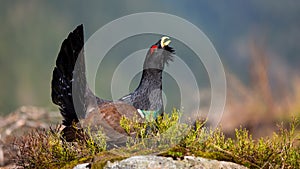 Dominant male of western capercaillie strutting in its natural spring habitat.