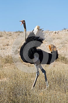 Dominant ostrich