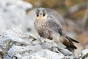 Dominant peregrine falcon sitting on rock in autumn.