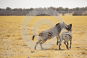 Dominant Plains Zebra Stallion Biting Another