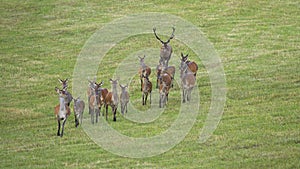 Dominant red deer stag following herd of hinds in rutting season.