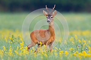 Dominant roe deer buck from front view on a meadow with flowers