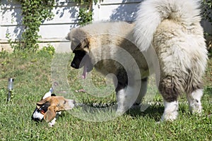 Dominant and submissive dog type playing outside