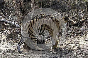 Dominant tigress marking her terrirtory in Bandhavgarh.