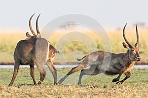 Dominant waterbuck running off another buck photo