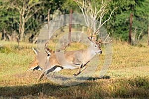 Dominant whitetail buck with bad intentions chasing off  younger buck photo