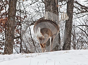 Dominant whitetail buck behavior