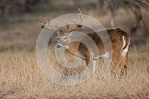 The dominant whitetail buck