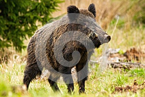 Dominant wild boar male sniffing with massive snout with white tusks on meadow