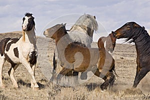 Dominant Wild Mustangs Fighting