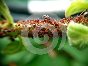 Domination  of  ants over aphids