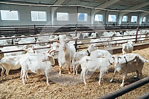 Dominator Male Goat with large Horns surrounded by Goat Females in Roofing Shed on industrial Dairy Farm