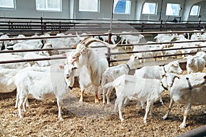 Dominator Male Goat with large Horns surrounded by Goat Females in Roofing Shed on industrial Dairy Farm