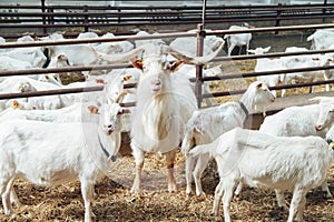 Dominator Male Goat with large Horns surrounded by Goat Females in Roofing Shed on industrial Dairy Farm